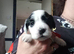 Puppies born 24th june 2026
