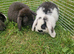 Mini Lops Ready Now
