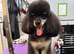Purebred mini poodles ready for their forever homes