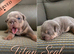 New English bulldogs