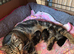 Boy kittens free to loving home ASAP