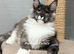 TICA registered Maine coon kittens READY NOW