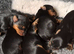 Pedigree yorkies ready June 30th 2026 one Edit All reserved now left!