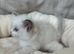 Beautiful ragdoll kittens