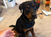 American Rottweiler