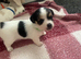 3/4jackrussel1/4chiuhaha