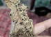 Super Dalmatian crested gecko