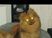 Pomeranian chocolate female