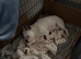 French Bulldog x Jack Russell puppies