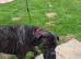 4 year old cane corso