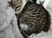 Stunning Female Kitten