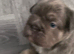 Isabella Lilac and Tan Fluffy French Bulldog Puppies