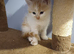 3 kittens