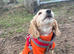 F1b cockapoo girl