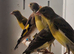 Japanese hoso
