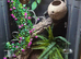 Crested gecko and enclosure
