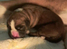 Red boxers pups for sale