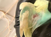 Young budgie needing new home