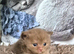 Champion Pedigree TICA Registered Kittens
