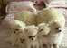 Beautiful white Pomeranian puppies