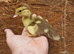 Muscovie ducklings available
