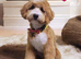 Australian Labradoodle Puppie For Sale