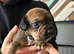 French bull dog x springer spaniel puppies