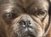Three Adorable Pure Bred Pugs