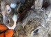 Ready now Adorable Netherland dwarf baby rabbits