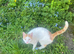 Cat free to a good home