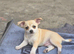 Chihuahua puppies