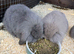 Lop bunnies for sale