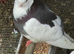 Pigeons for sale