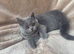 Scottish fold