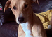 Saluki bull lurcher