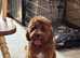 PROVEN F1 Red Cavapoo stud-DNA Fully health tested