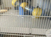 Hamster