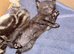 British short hair kittens for sale