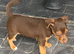 Jack Russell boy puppy ready for ther home s now