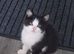 Beautiful British shorthair kitten girl