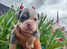 Olde English Bulldogge Puppies Available – Beautiful Colours & Fluffy Gene