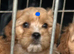 Cavapoo puppies