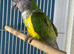 Senegal parrot Glasgow