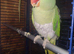 Female Alexandrine parrot