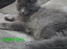 Last remaining...Stunning Maine Coon Kittens &ndash; Ready Now &ndash; &pound;1000