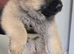 Five Beautiful, Healthy Confident Puppies for New Home