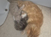 Maine coon kittens
