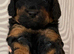 Beautiful litter of f1b cockapoo pups ready soon