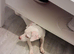 Pure white jack russel female