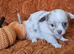 Long haired Chocolate & Chocolate Merle puppies